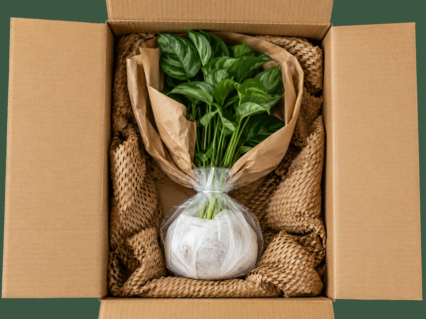 Emballer une plante à racines nues