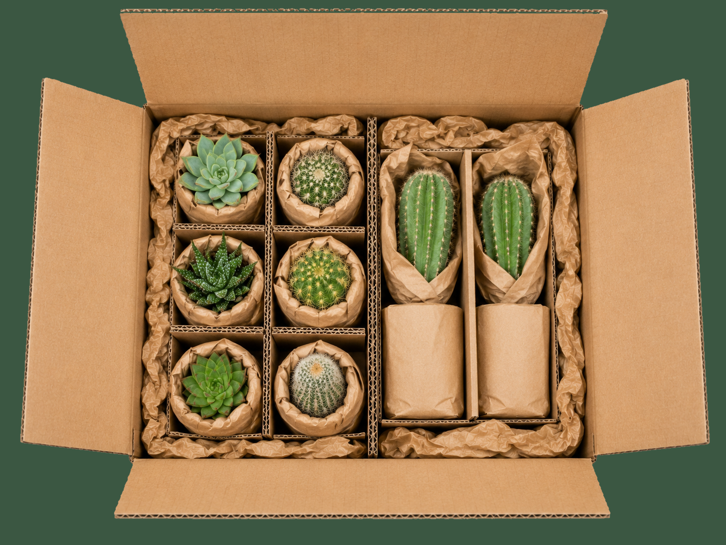 Emballer une succulente ou un cactus