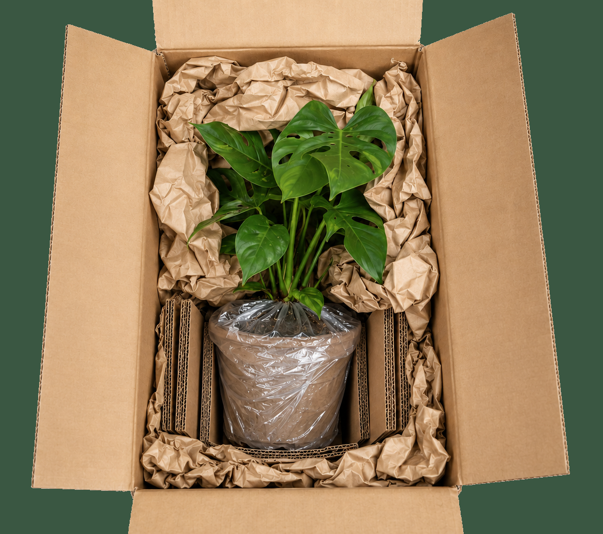 Installer la plante dans le carton